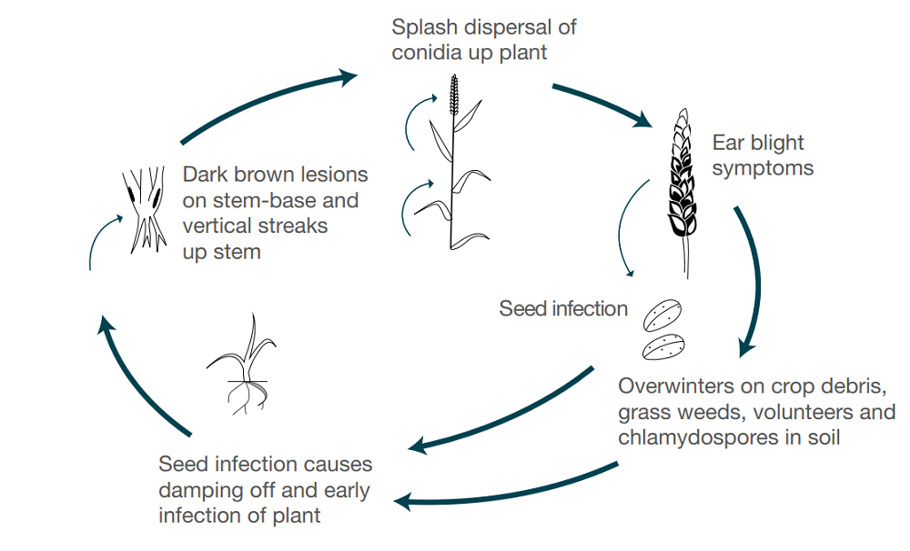 Fusarium and microdochium life cycle